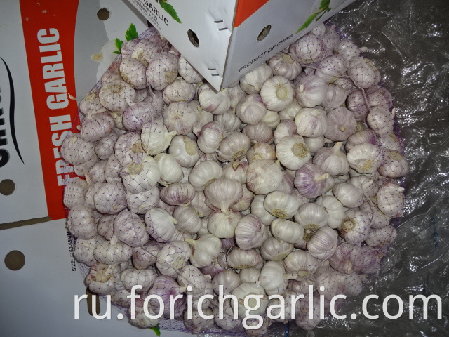 Fresh Normal Garlic